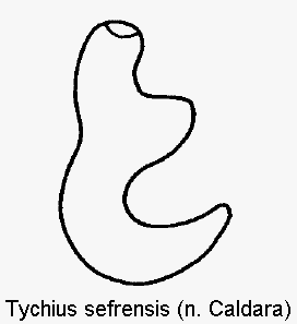 TYCHIUS SEFRENSIS