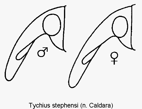 TYCHIUS STEPHENSI