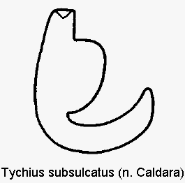 TYCHIUS SUBSULCATUS