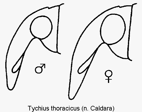 TYCHIUS THORACICUS
