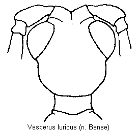 VESPERUS LURIDUS
