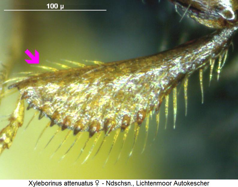 XYLEBORINUS ATTENUATUS