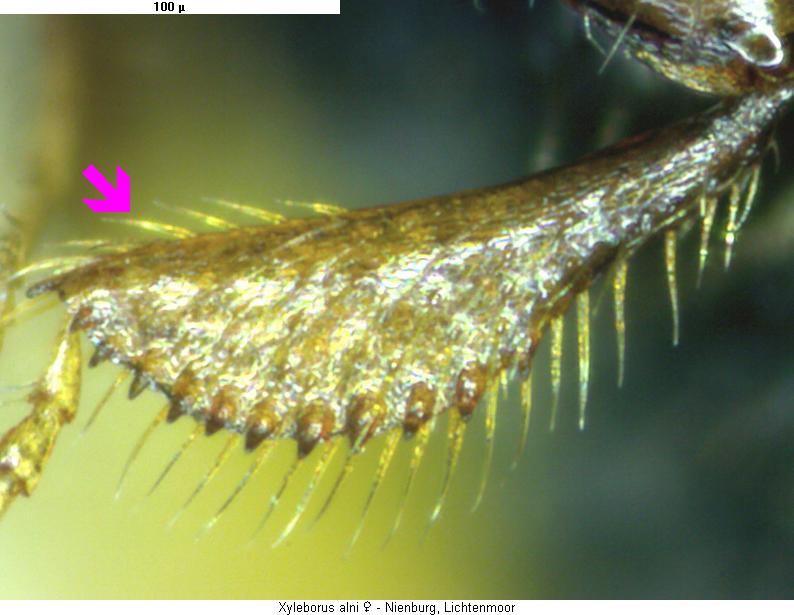 XYLEBORUS ALNI