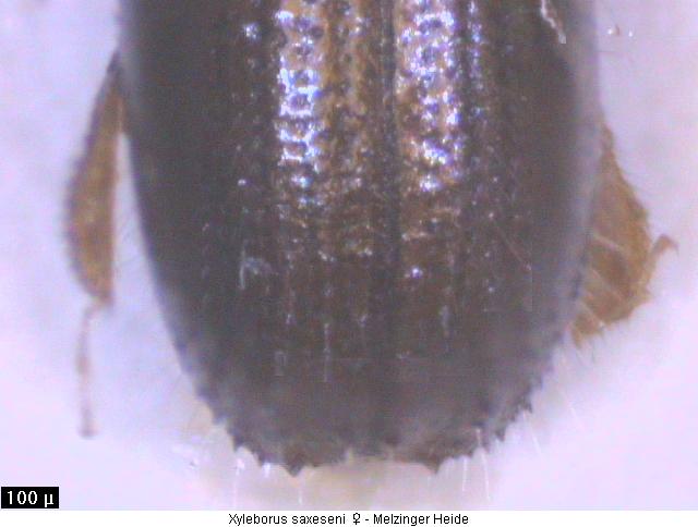 XYLEBORUS SAXESENI