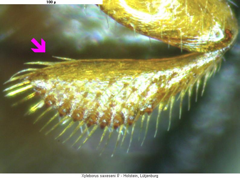 XYLEBORUS SAXESENI