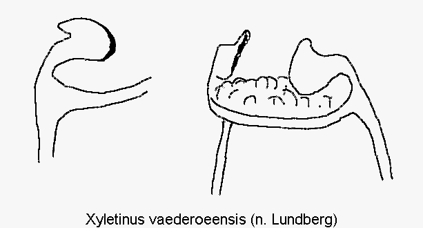 XYLETINUS VAEDEROEENSIS