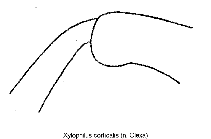 XYLOPHILUS CORTICALIS