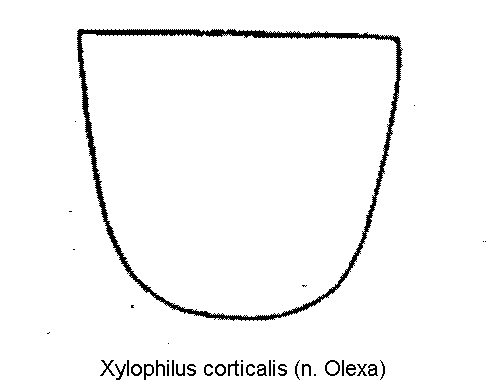 XYLOPHILUS CORTICALIS