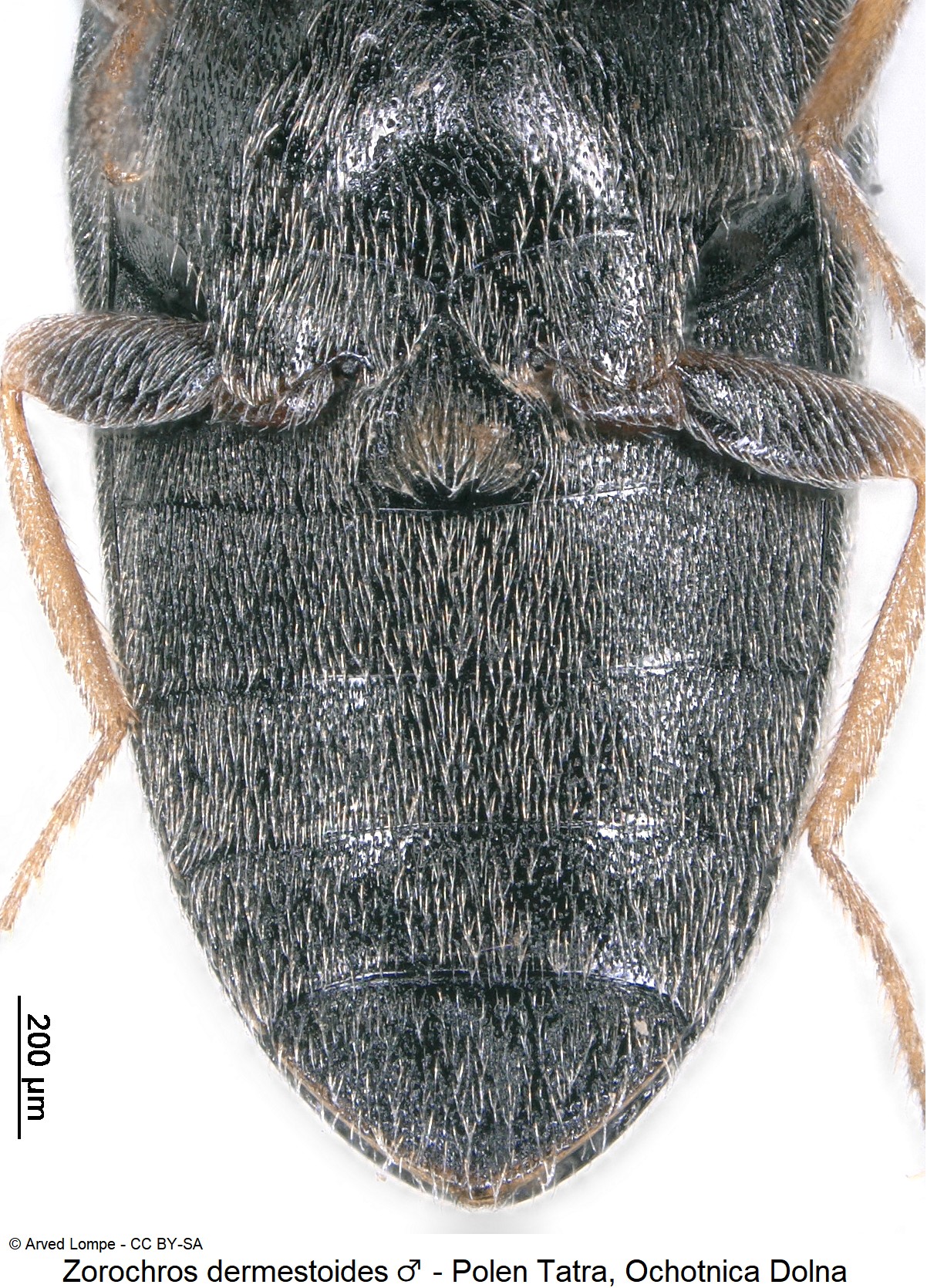 ZOROCHROS DERMESTOIDES